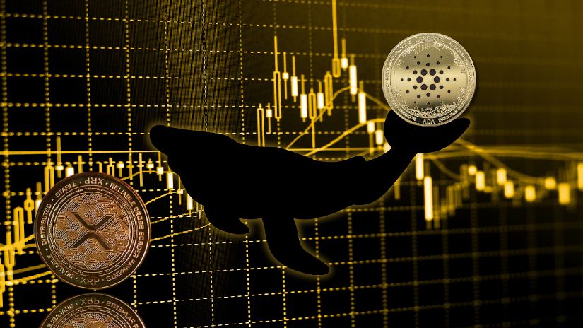 Viral Cardano (ADA) and Ripple (XRP) Compete for 1,600% Surge, Traders Buy Ahead of October Bull Run