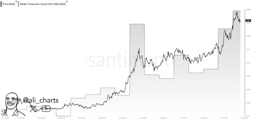 Whale Activity on Cardano Spikes as Breakout Pressure Builds