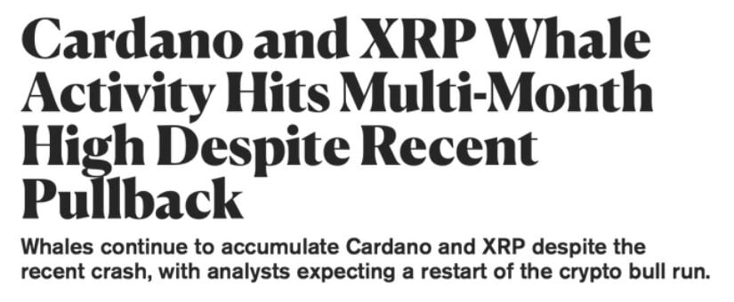 Cardano Whale Accumulation Reaches Multi-Month High