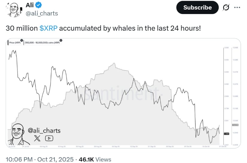 Whale Activity